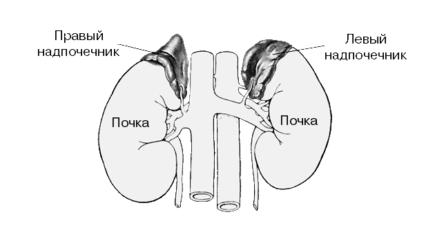 диагностика заболевания надпочечников  Москве 