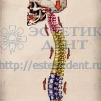 Гнатология